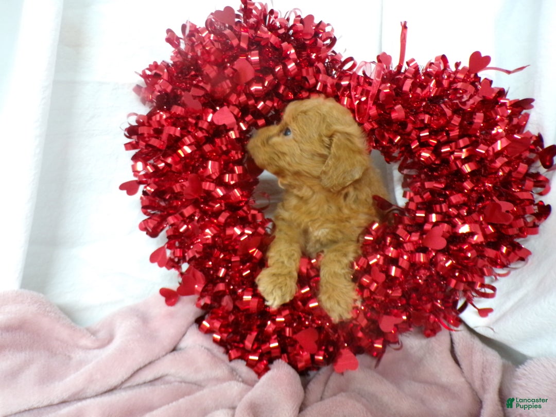 Goldendoodle dogs for sale: Beau - Ad 3