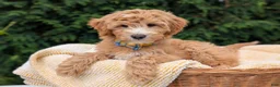 Mini Goldendoodle dogs for sale: Mr. Moose - Ad 1