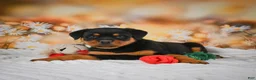Rottweiler dogs for sale: Macy - Ad 8