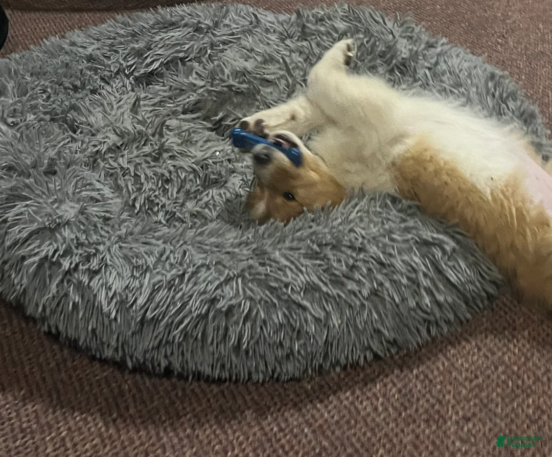 Collie dogs for sale: June - Ad 2