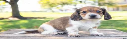 Miniature Dachshund dogs for sale: Huxley - Ad 3