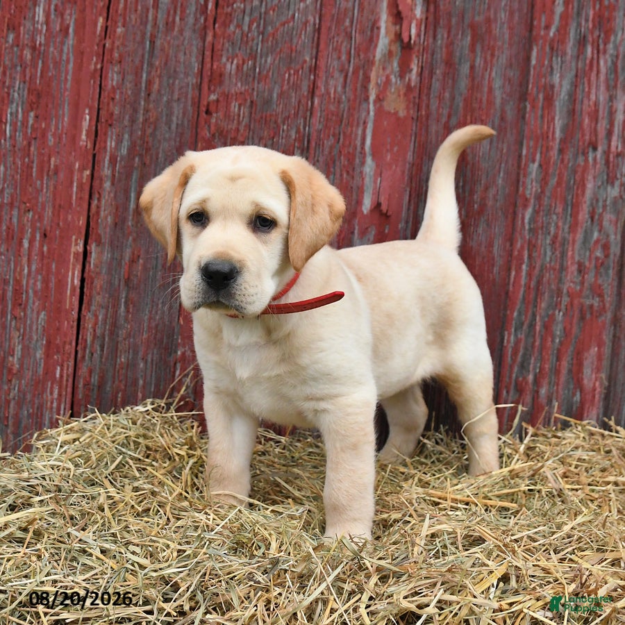 Labrador Retriever dogs Rex - Ad 2