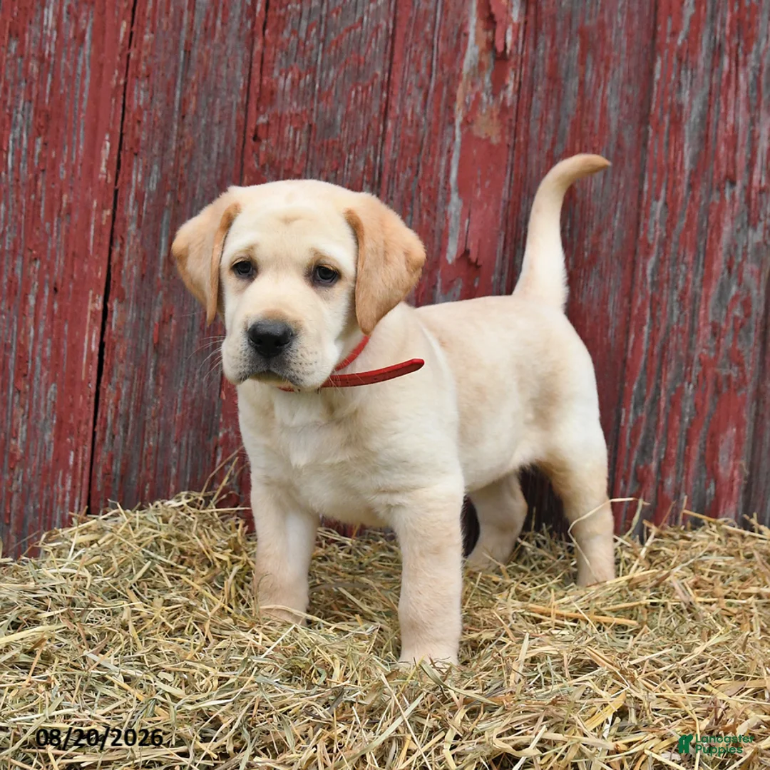 Labrador Retriever dogs for sale: Rex - Ad 2