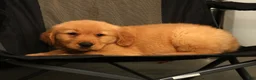 Golden Retriever dogs for sale: Evan - Ad 9