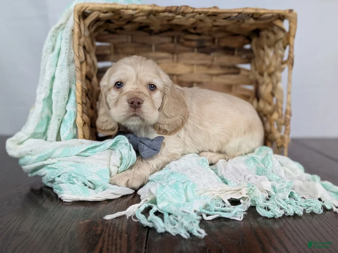 Cocker Spaniel dogs for sale: Cocker Spaniel Puppy 1 - Ad 6