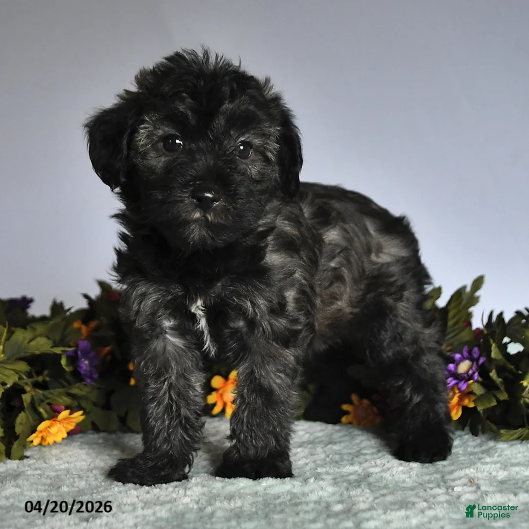 Mixed Breed dogs for sale: Patty - Ad 2