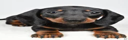 Dachshund dogs for sale: Remi - Ad 4