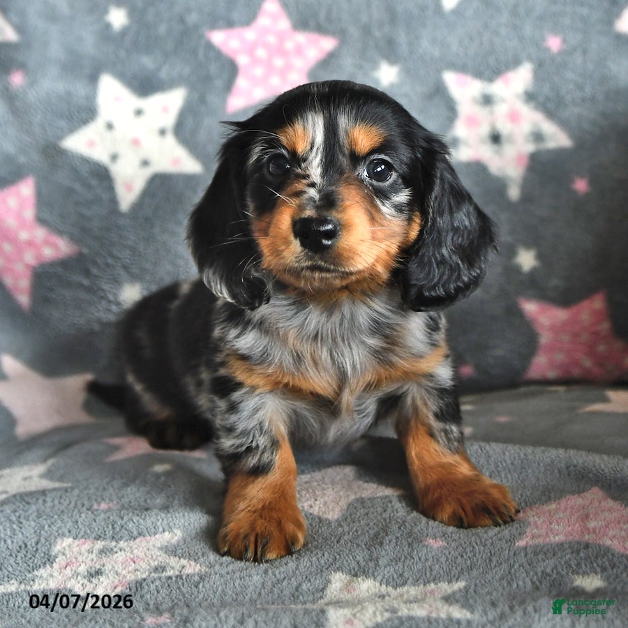 Miniature Dachshund dogs Buddy - Ad 1
