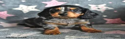 Miniature Dachshund dogs for sale: Buddy - Ad 1
