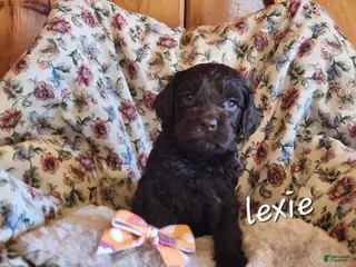 Mixed Breed dogs Lexie - Ad 21