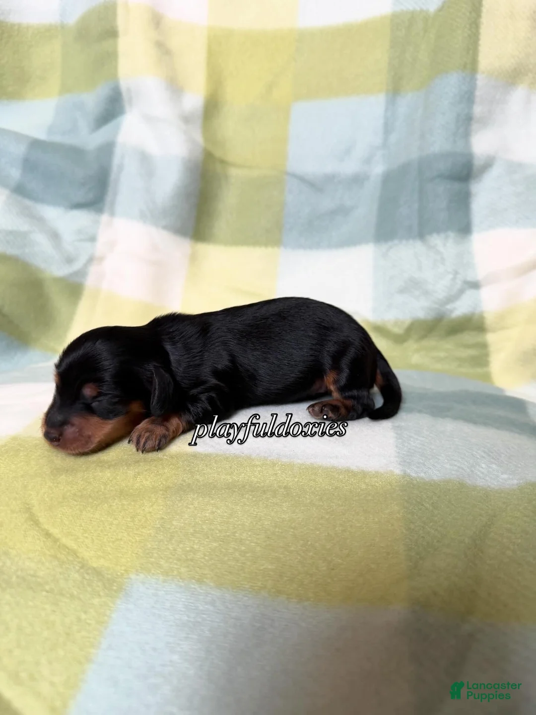 Miniature Dachshund dogs for sale: AKC Black & Tan Long Haired Male Miniature Dachshund Puppy  - Ad 2