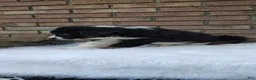Australian Shepherd dogs for sale: Tucker - Ad 2