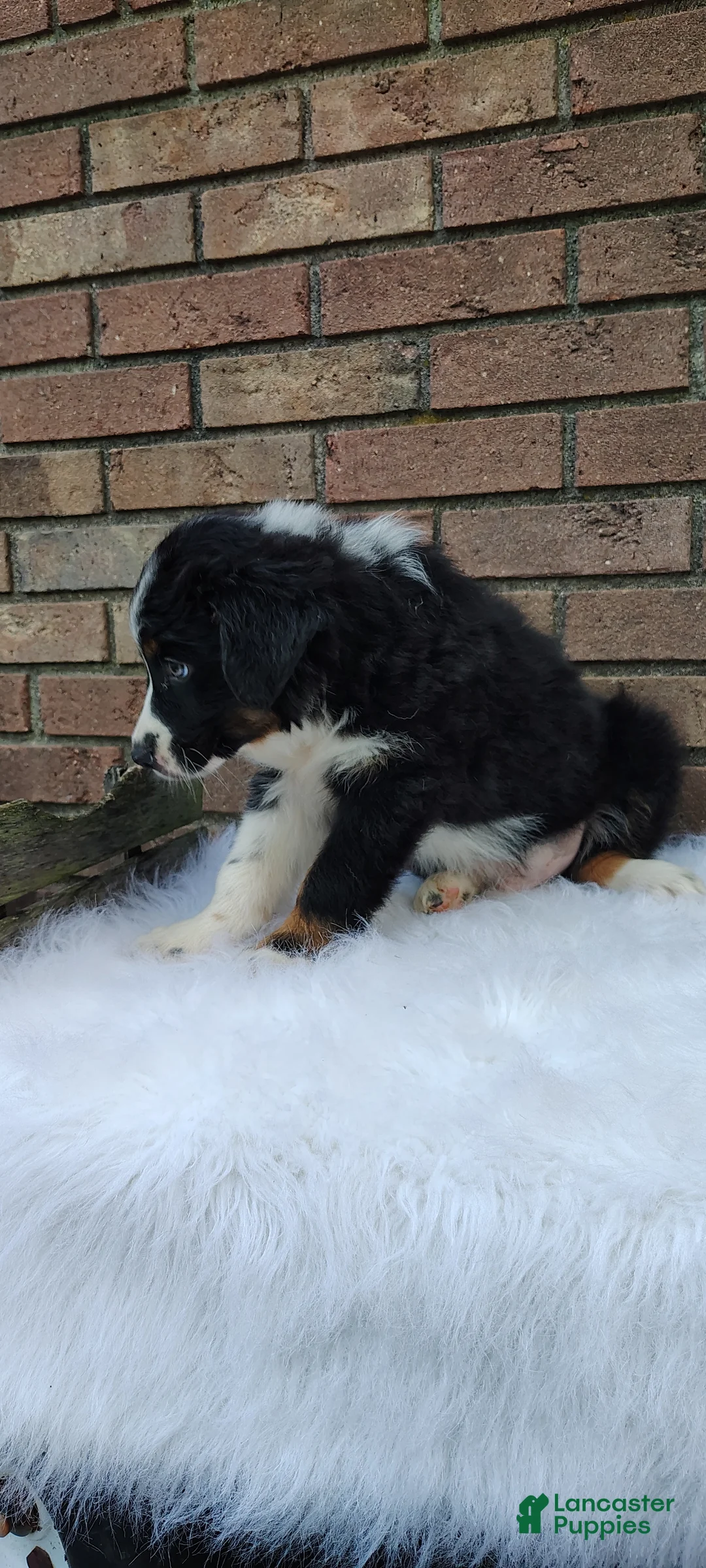 Australian Shepherd dogs for sale: Tucker - Ad 2