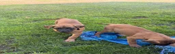 English Mastiff dogs for sale: Puppy 2 - Ad 8