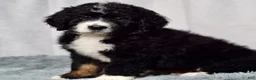 Bernedoodle dogs for sale: Wade - Ad 4