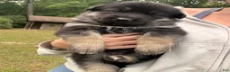 Gerberian Shepsky dogs for sale: Gerberian Shepsky 5 - Ad 3
