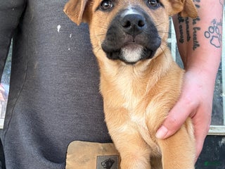 Mixed Breed dogs - Ad 10