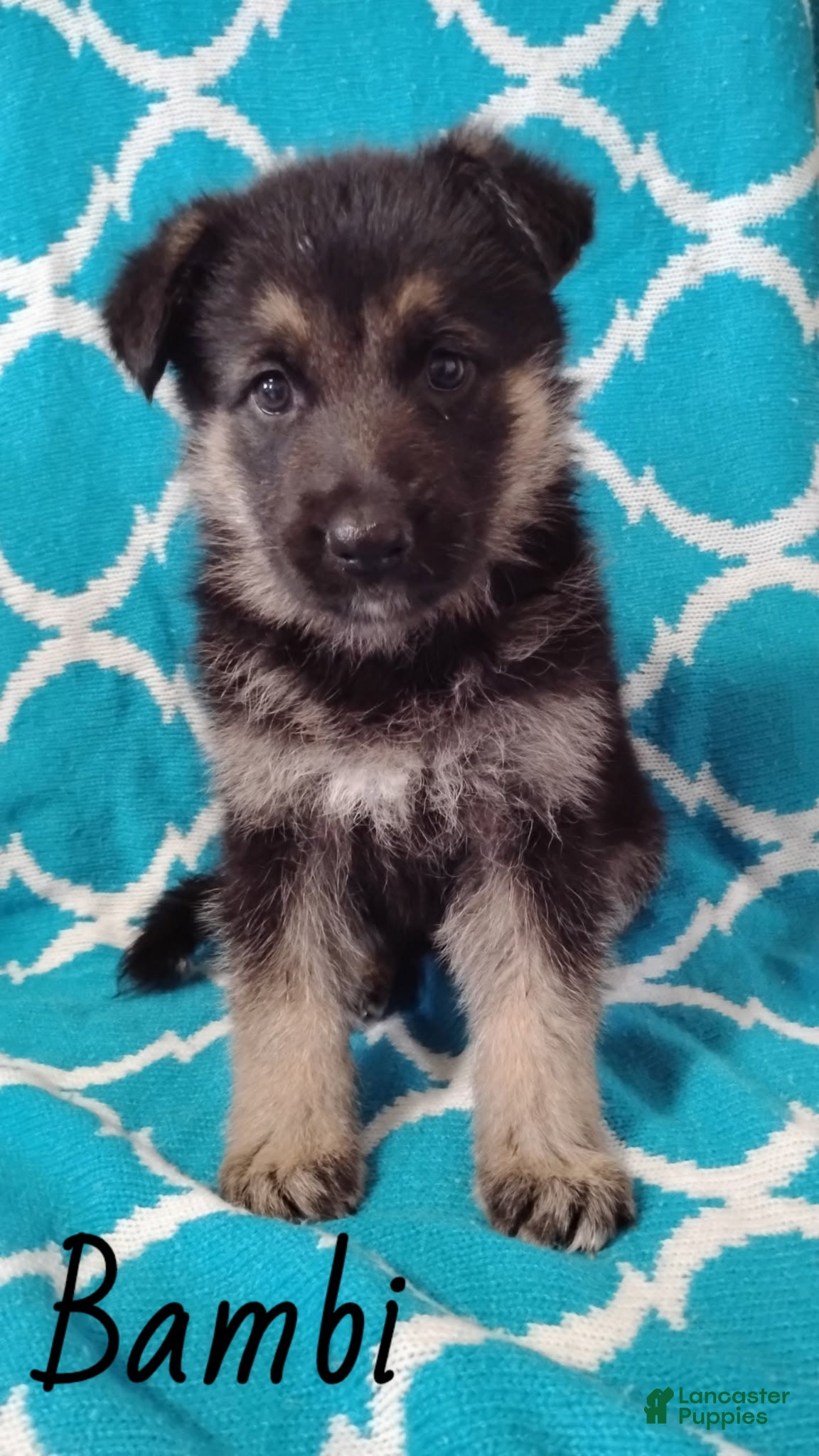 German Shepherd dogs Bambi - Ad 34