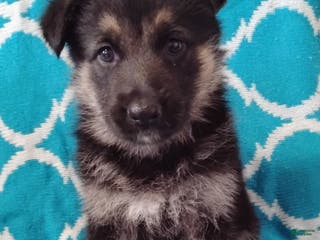 German Shepherd dogs Bambi - Ad 37
