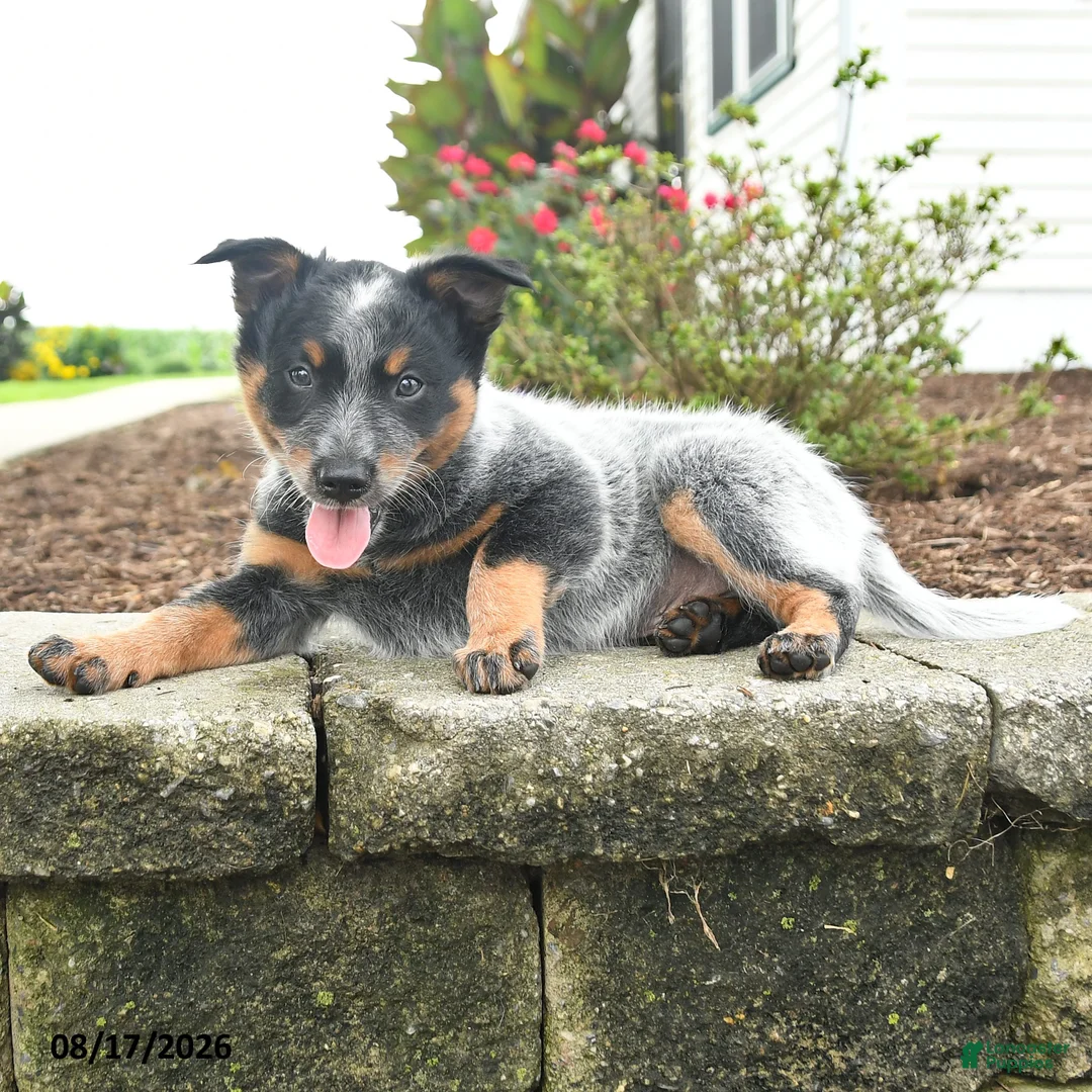 Australian Cattle Dog dogs for sale: Flash - Ad 2