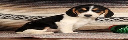 Beagle dogs for sale: Marshmallow - Ad 3