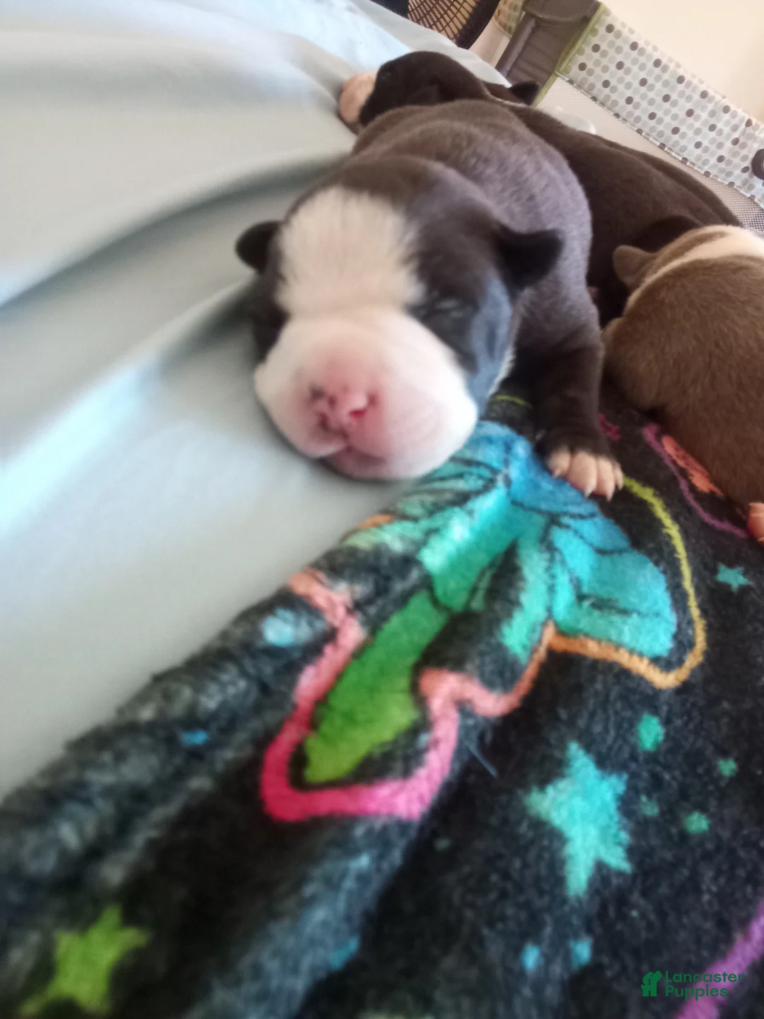 American Pit Bull Terrier dogs for sale: American Pit Bull Terrier Puppy 3 - Ad 1