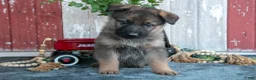 German Shepherd dogs for sale: Kent - Ad 3