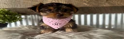 Yorkshire Terrier dogs for sale: Haven - Ad 6