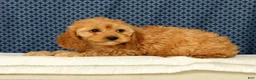 Cockapoo dogs for sale: Lucy - Ad 3