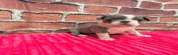 Boston Terrier dogs for sale: Boston Terrier 3 - Ad 7