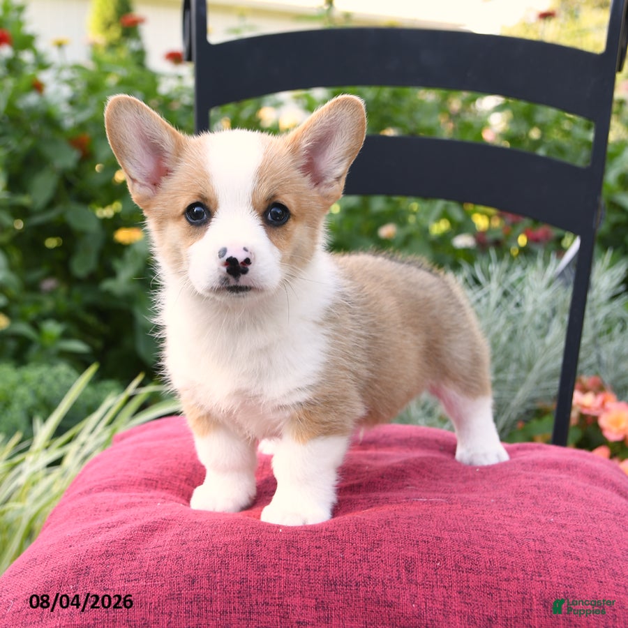 Welsh Corgi Pembroke dogs for sale: Kowen - Ad 2