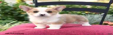 Kowen