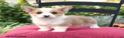 Welsh Corgi Pembroke dogs for sale: Kowen - Ad 1