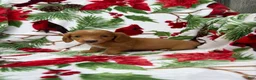 Miniature Dachshund dogs for sale: Ella - Ad 13