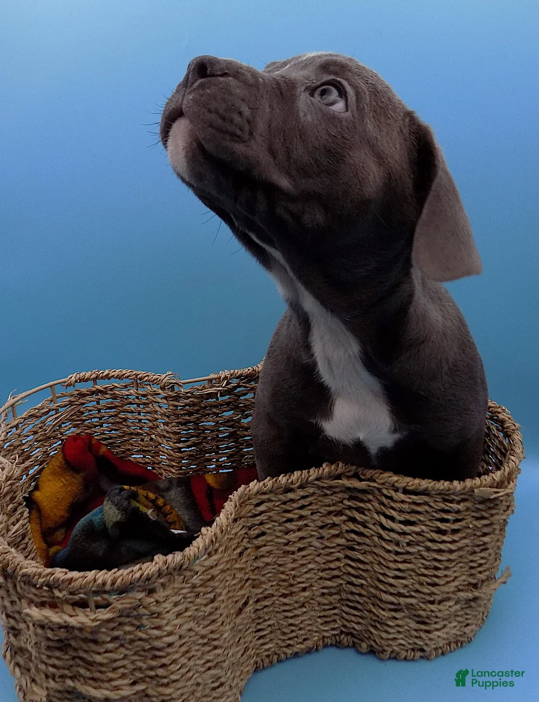 Mixed Breed dogs for sale: Lucille - Ad 8