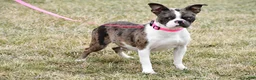 Frenchton dogs for sale: Dolly - Ad 7