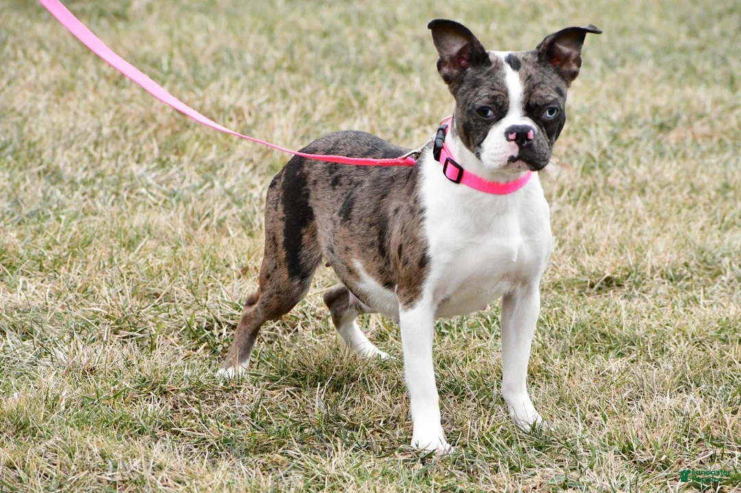 Frenchton dogs for sale: Dolly - Ad 7