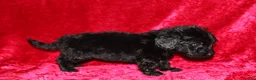 Doxiepoo dogs for sale: Doxiepoo Tracker - Ad 8