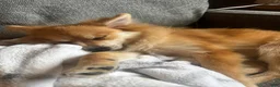 Pomeranian dogs for sale: Foxy Roxy - Ad 5