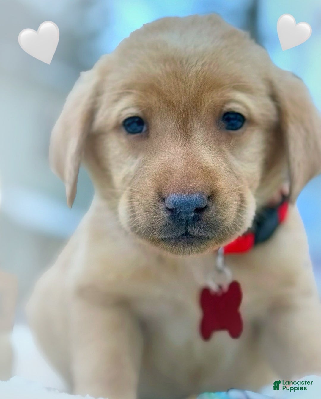 Labrador Retriever dogs for sale: Labrador Retriever Puppy 1 - Ad 13