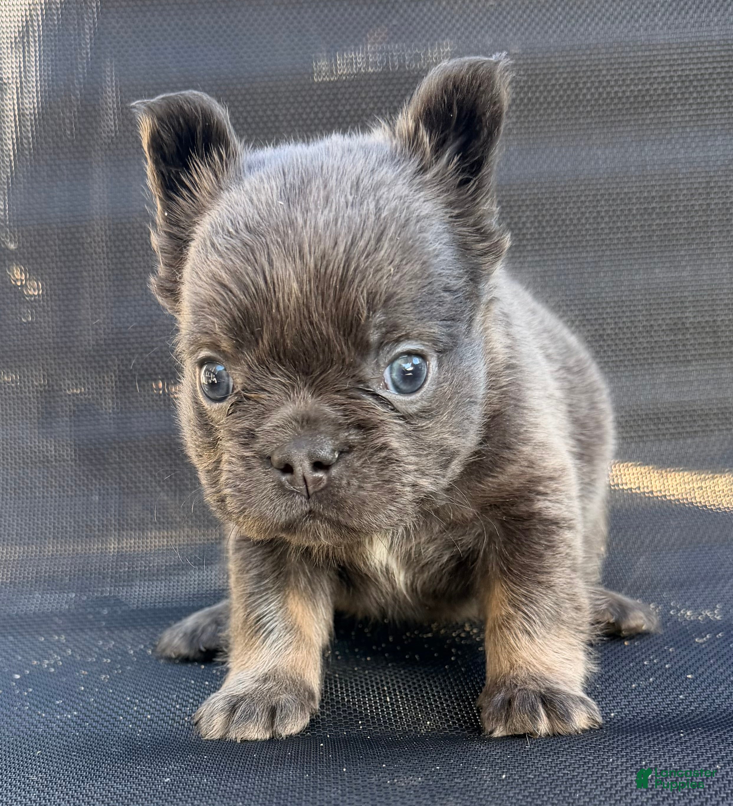 French Bulldog dogs Stew - Ad 2