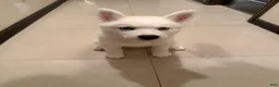 Siberian Husky dogs for sale: Siberian Husky 1 - Ad 2
