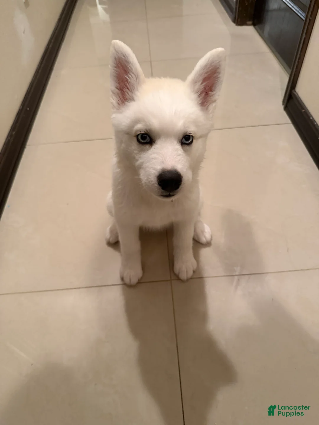 Siberian Husky dogs for sale: Siberian Husky 1 - Ad 2