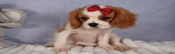 Cavalier King Charles Spaniel dogs for sale:  Nugget🐾 - Ad 13