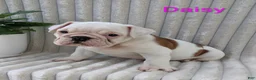 English Bulldog dogs for sale: AKC Daisy  - Ad 5