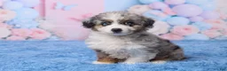 Aussiedoodle dogs for sale: Banjo - Ad 2