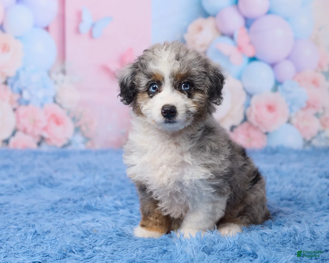 Aussiedoodle dogs for sale: Banjo - Ad 2