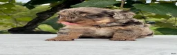 Aussiedoodle dogs for sale: Nutmeg Miniature Aussiedoodle  - Ad 6