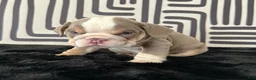English Bulldog dogs for sale: Frida - Ad 4