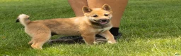 Shiba Inu dogs for sale: Jasper  - Ad 6